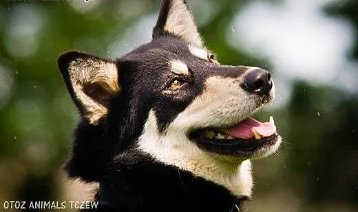 OTOZ Animals - Dasza - cudowna suczka mix siberian