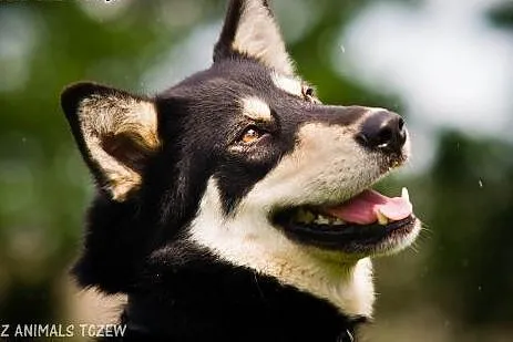 OTOZ Animals - Dasza - cudowna suczka mix siberian