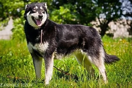 OTOZ Animals - Dasza - cudowna suczka mix siberian