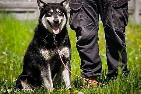 OTOZ Animals - Dasza - cudowna suczka mix siberian