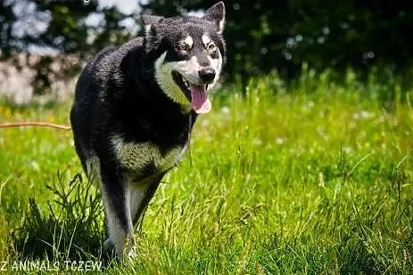 OTOZ Animals - Dasza - cudowna suczka mix siberian
