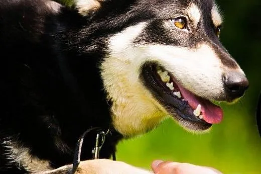 OTOZ Animals - Dasza - cudowna suczka mix siberian