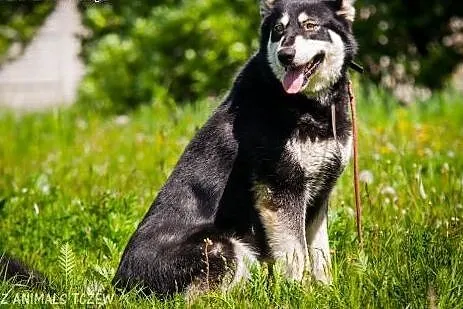 OTOZ Animals - Dasza - cudowna suczka mix siberian