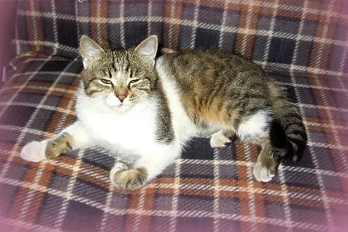 Kocurek 4-5 miesieczny,przytulak,adopcja!!,  święt