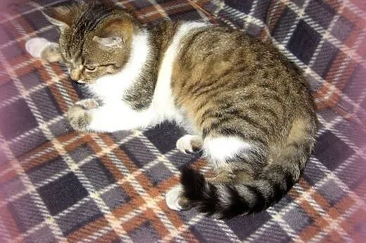 Kocurek 4-5 miesieczny,przytulak,adopcja!!,  święt