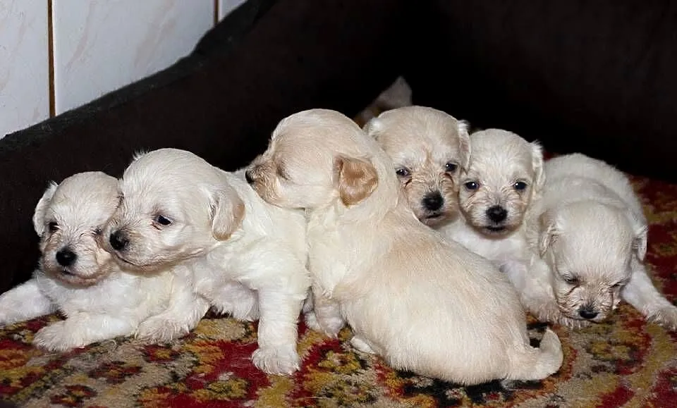 Maltipoo szczeniaki rezerwacja, Podlaskie, Augustów