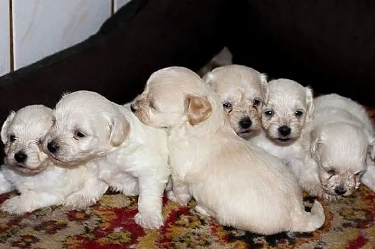 Maltipoo szczeniaki rezerwacja, Podlaskie, Augustów
