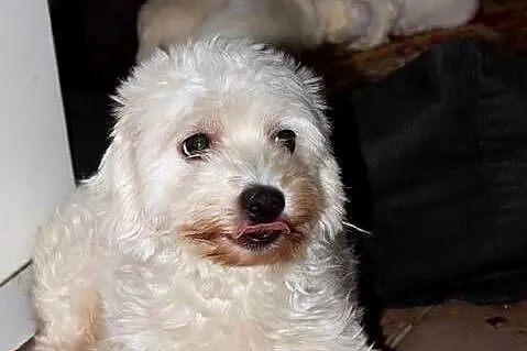 Maltipoo szczeniaki rezerwacja, Podlaskie, Augustów