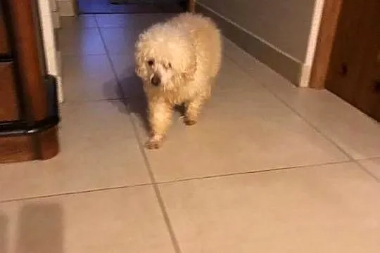 Maltipoo szczeniaki rezerwacja, Podlaskie, Augustów