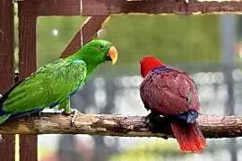 Sprzedam Lory Wielkie Polichlorus