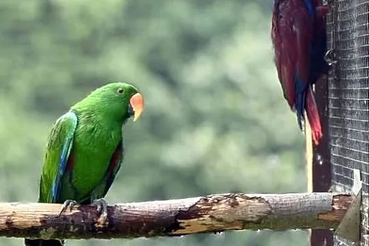 Sprzedam Lory Wielkie Polichlorus, Małopolskie, Wieliczka