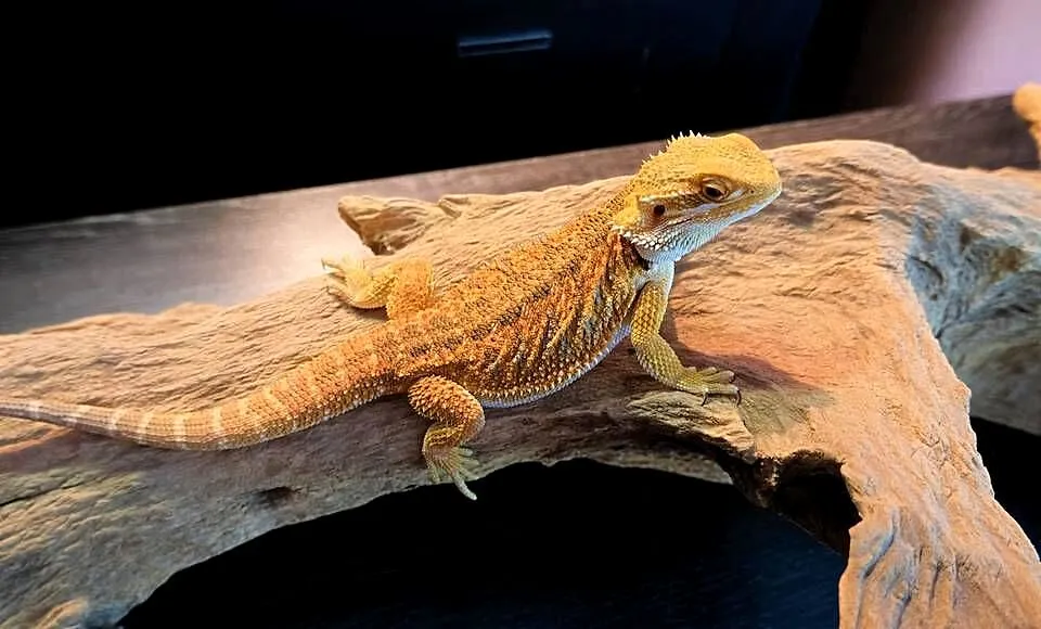 Agama Brodata Orange, Mazowieckie, Warszawa
