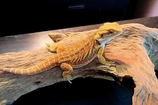 Agama Brodata Orange, Mazowieckie, Warszawa