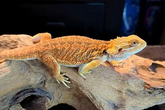 Agama Brodata Orange, Mazowieckie, Warszawa