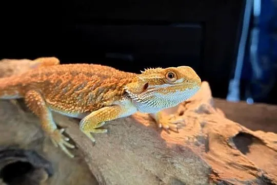 Agama Brodata Orange, Mazowieckie, Warszawa
