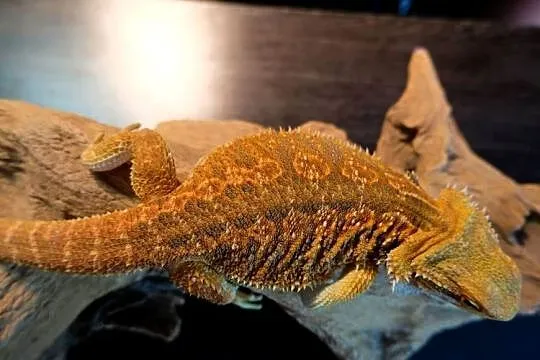 Agama Brodata Orange, Mazowieckie, Warszawa