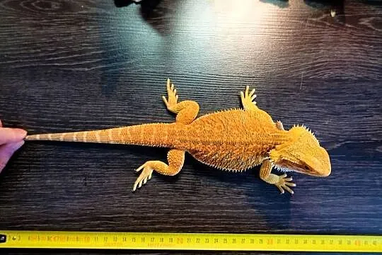 Agama Brodata Orange, Mazowieckie, Warszawa
