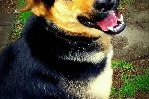 Pluto - pełen miłości czeka na drugą szansę,  doln