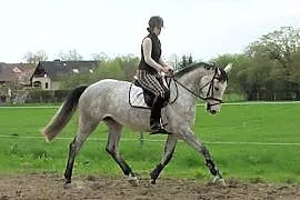 Dostępny wspaniały hanowerski koń klaczy