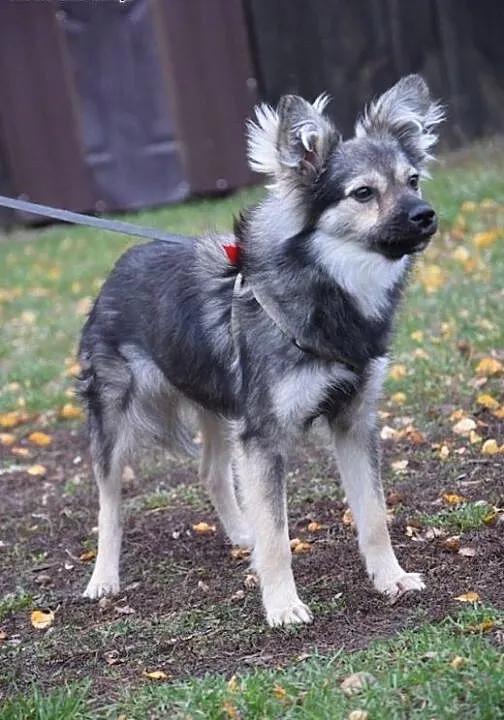 Malutka Fruzia czeka na adopcję, mazowieckie Wars