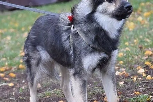 Malutka Fruzia czeka na adopcję,  mazowieckie Wars