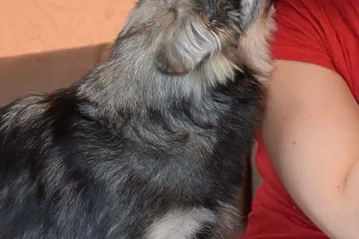 Malutka Fruzia czeka na adopcję,  mazowieckie Wars