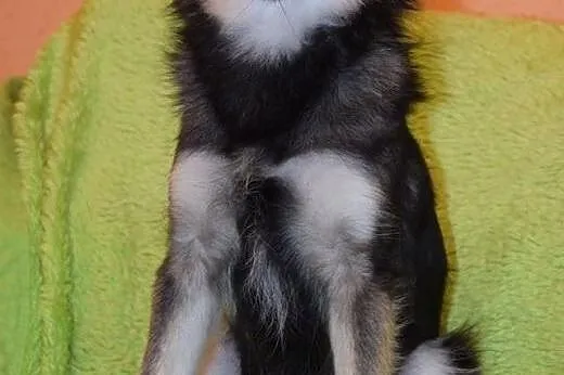 Malutka Fruzia czeka na adopcję,  mazowieckie Wars