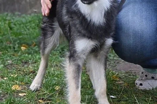 Malutka Fruzia czeka na adopcję,  mazowieckie Wars