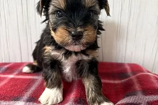 Do Rezerwacji Pimpek Yorkshire Terrier Biewer