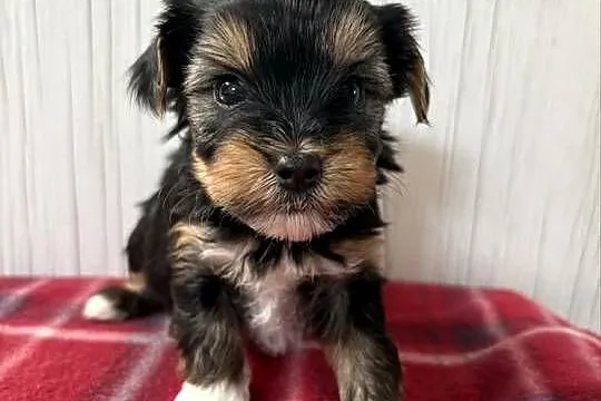 Do Rezerwacji Pimpek Yorkshire Terrier Biewer, Wielkopolskie, Konin