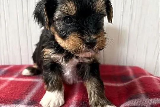 Do Rezerwacji Pimpek Yorkshire Terrier Biewer, Wielkopolskie, Konin
