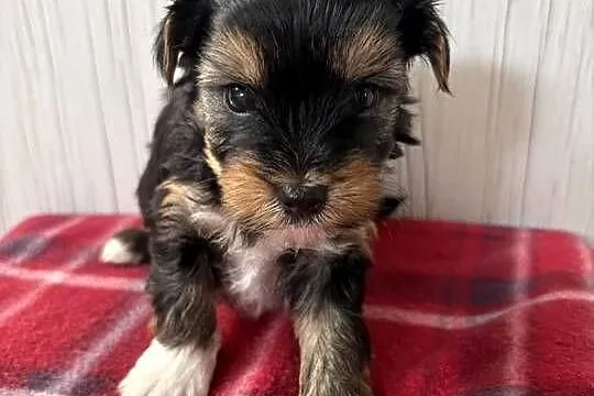 Do Rezerwacji Pimpek Yorkshire Terrier Biewer, Wielkopolskie, Konin