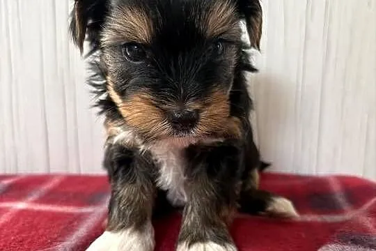 Do Rezerwacji Pimpek Yorkshire Terrier Biewer, Wielkopolskie, Konin