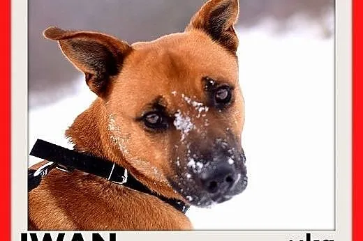 IWAN,17kg,średni,wesoły,przyjazny,towarzyski pies do adopcji,  dolnośląskie Wrocław