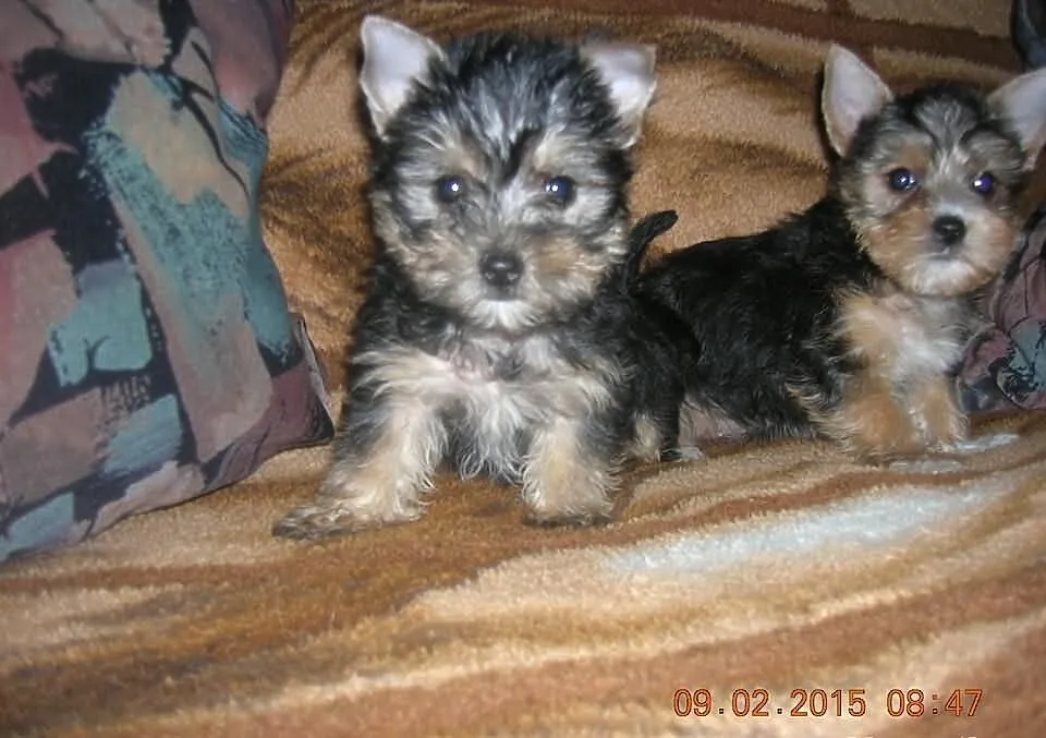 Yorkshire Terrier - szczeniaczki