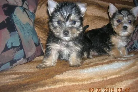 Yorkshire Terrier - szczeniaczki