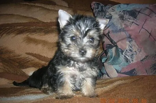 Yorkshire Terrier - szczeniaczki
