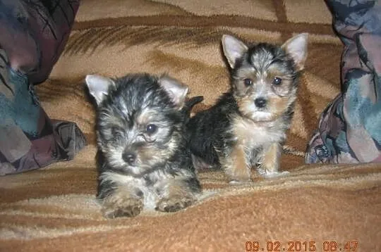 Yorkshire Terrier - szczeniaczki