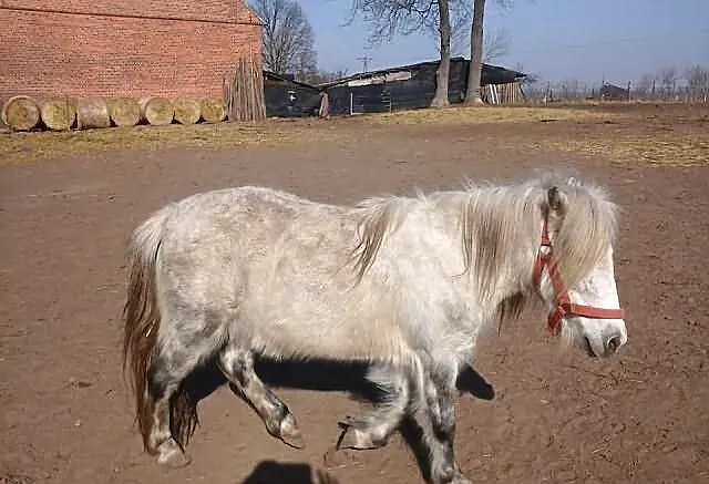 Nikita klaczka
