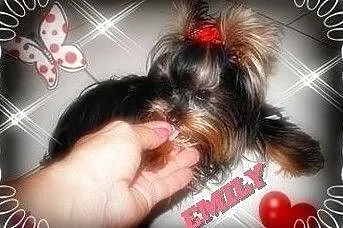 York,yorkshire terrier! Elitarny MICRO REPRODUKTOR 1,20kg-krycie! MAŁOPOLSKA, Małopolskie, Kraków