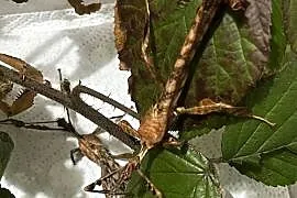 Straszyk australijski extatosoma tiaratium samiec