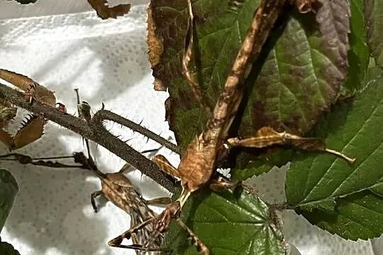 Straszyk australijski extatosoma tiaratium samiec