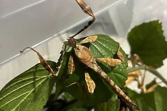 Straszyk australijski extatosoma tiaratium samiec, Śląskie, Rybnik