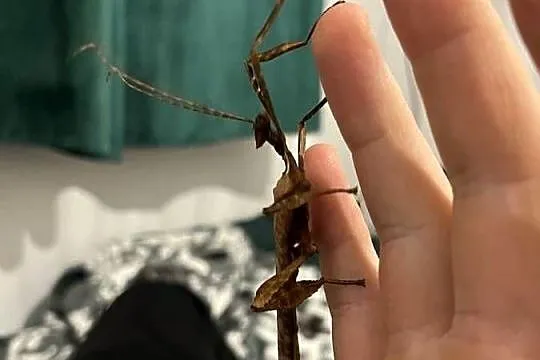 Straszyk australijski extatosoma tiaratium samiec, Śląskie, Rybnik