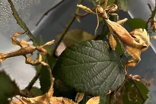 Straszyk australijski extatosoma tiaratium samiec, Śląskie, Rybnik