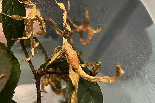 Straszyk australijski extatosoma tiaratium samiec, Śląskie, Rybnik
