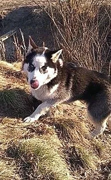 Zaginęła suczka siberian husky, kujawsko-pomorski