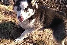 zaginęła suczka siberian husky, kujawsko-pomorskie Toruń