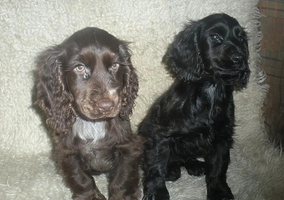 Piękne cocer spanielki !