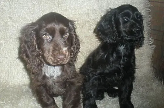 Piękne cocer spanielki !